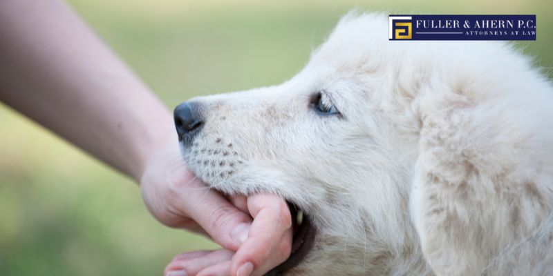 Protecting Yourself from Dog Bite Liability as a Landlord Image